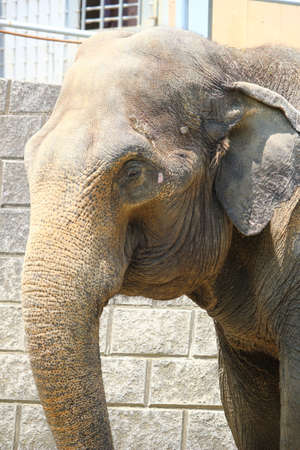 African elephant  in the zooの写真素材