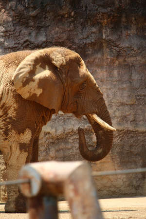 African elephants in the zooの写真素材