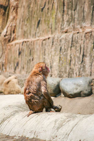 Japanese macaques in the zooの写真素材