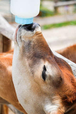 The calf at the ranchの写真素材