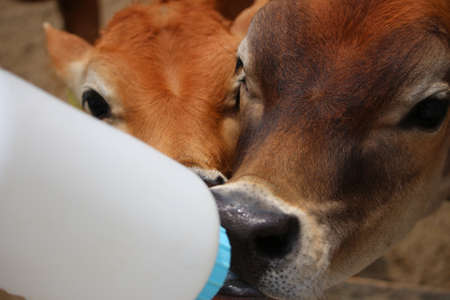The calf at the ranch