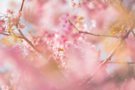 Izu Kawazu Cherry Blossom Festival