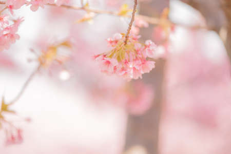 Izu Kawazu Cherry Blossom Festivalの写真素材
