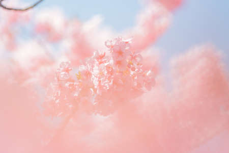 Izu Kawazu Cherry Blossom Festival