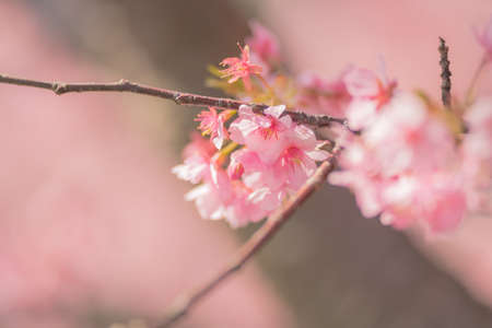 Izu Kawazu Cherry Blossom Festival