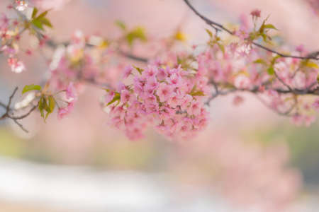 Izu Kawazu Cherry Blossom Festivalの写真素材