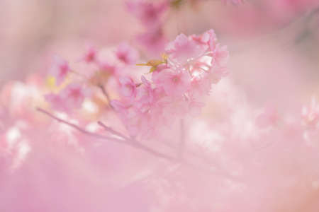 Izu Kawazu Cherry Blossom Festival