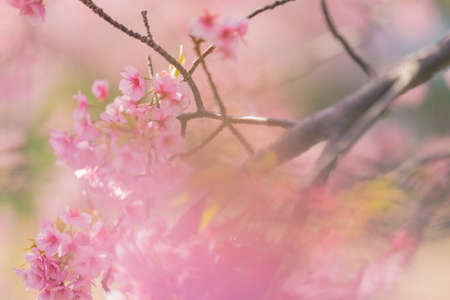 Izu Kawazu Cherry Blossom Festivalの写真素材