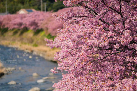 Izu Kawazu Cherry Blossom Festivalの写真素材