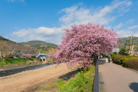 Izu Kawazu Cherry Blossom Festivalのeditorial素材