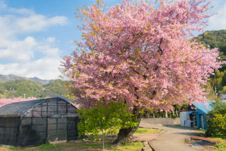Izu Kawazu Cherry Blossom Festivalのeditorial素材