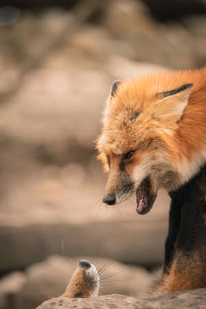Foxes of Miyagi Zao Fox Villageの写真素材