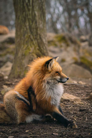 Foxes of Miyagi Zao Fox Village
