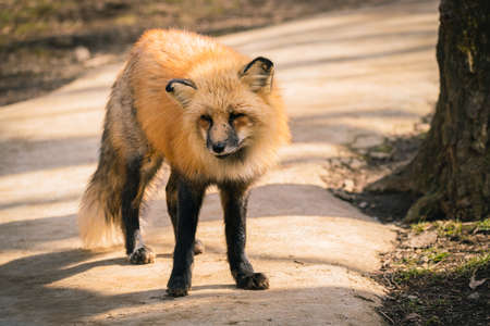Foxes of Miyagi Zao Fox Village