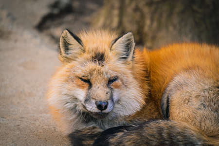 Foxes of Miyagi Zao Fox Villageの写真素材