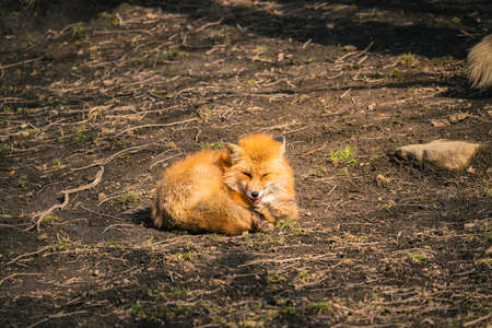 Foxes of Miyagi Zao Fox Village