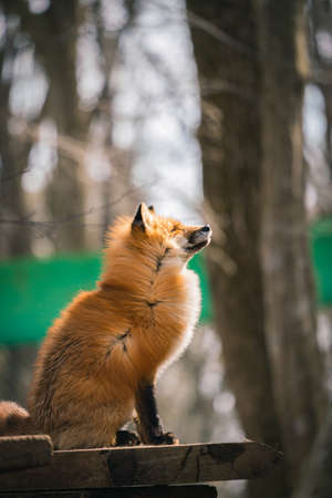 Foxes of Miyagi Zao Fox Villageの写真素材