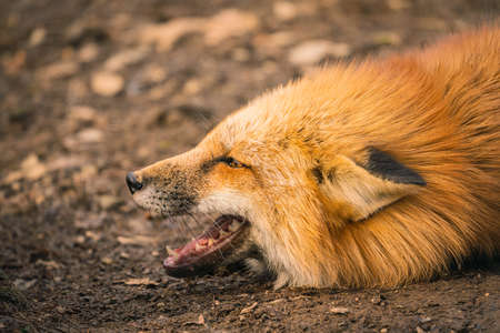 Foxes of Miyagi Zao Fox Villageの写真素材