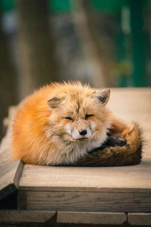 Foxes of Miyagi Zao Fox Villageの写真素材