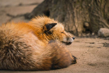 Foxes of Miyagi Zao Fox Villageの写真素材
