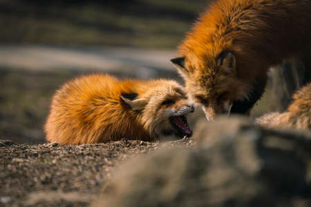 Foxes of Miyagi Zao Fox Villageの写真素材