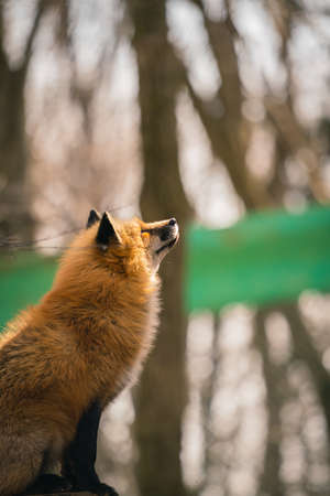Foxes of Miyagi Zao Fox Villageの写真素材