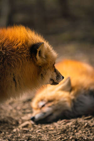 Foxes of Miyagi Zao Fox Villageの写真素材