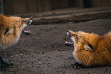 Foxes of Miyagi Zao Fox Village