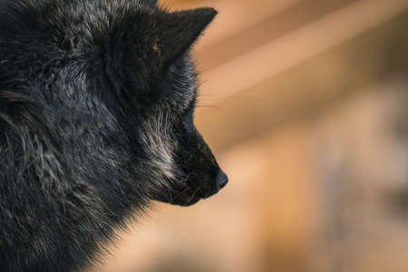 Foxes of Miyagi Zao Fox Villageの写真素材
