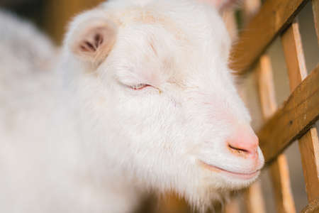 Goat  of Miyagi Zao Fox Villageの写真素材