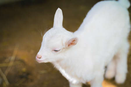 Goat  of Miyagi Zao Fox Village