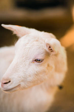 Goat  of Miyagi Zao Fox Villageの写真素材
