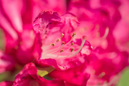 Vibrant azalea flowers blooming in springの写真素材
