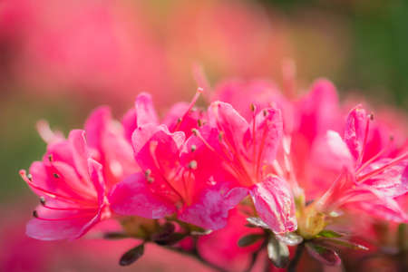 Vibrant azalea flowers blooming in springの写真素材