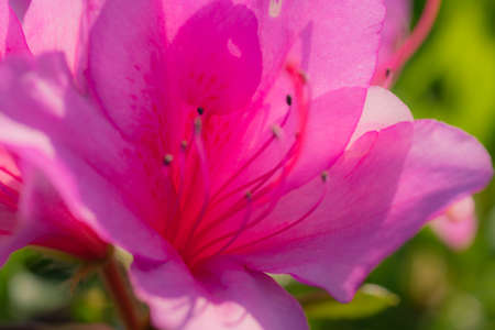 梅雨の花の写真 イラスト素材一覧 6 805件 ストックフォトのamanaimages Plus