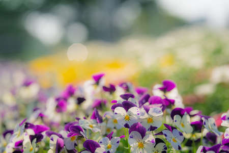 a pansy flower that blooms in a colorful wayの写真素材