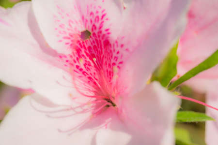 Pink azaleas blooming in the spring parkの写真素材