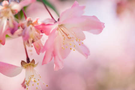 Cherry Blossoms in Musashino Central Parkの写真素材
