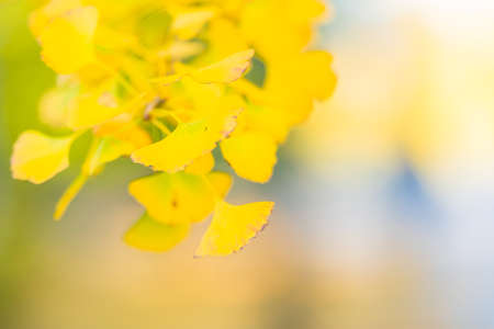 Ginkgo Trees at Chichibu Muse Park