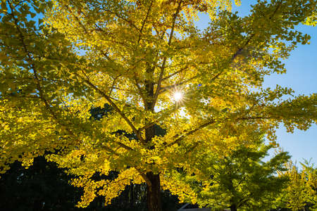 Ginkgo Trees at Chichibu Muse Park