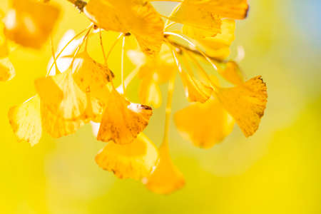 Ginkgo Trees at Chichibu Muse Parkの写真素材