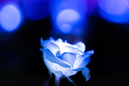 Colorful illuminations for Christmas nightの写真素材