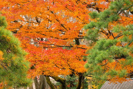 Autumn leaves scenery of Rokugien Gardenのeditorial素材