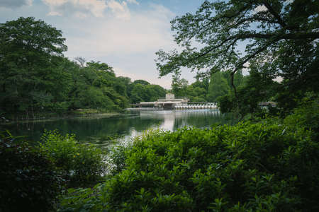 Fresh Green Inoto Parkの写真素材