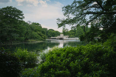 Fresh Green Inoto Parkの素材 [FY310164785978]