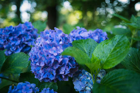 Hydrangea flowers at Kodaira Hydrangea Garden