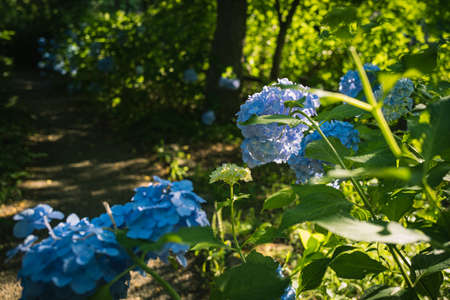 Hydrangea blooming in the parkの写真素材