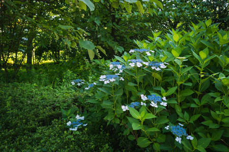 Hydrangea blooming in the park