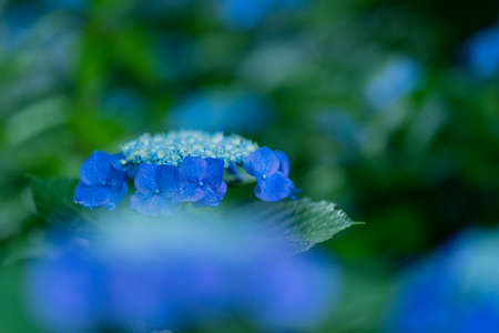 Hydrangeas blooming in Kodaira Hydrangea Parkの写真素材
