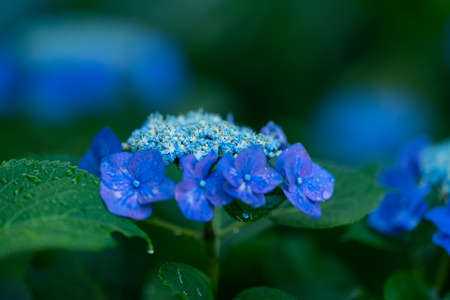 Hydrangeas blooming in Kodaira Hydrangea Park